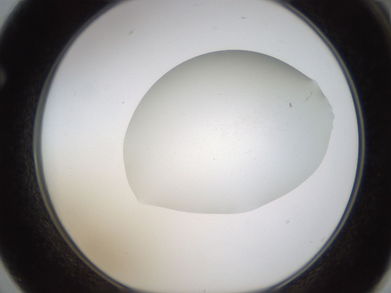 folderID319_plateID1319_batchID4362_wellNum62_profileID1_d1_r79029_ef.jpg