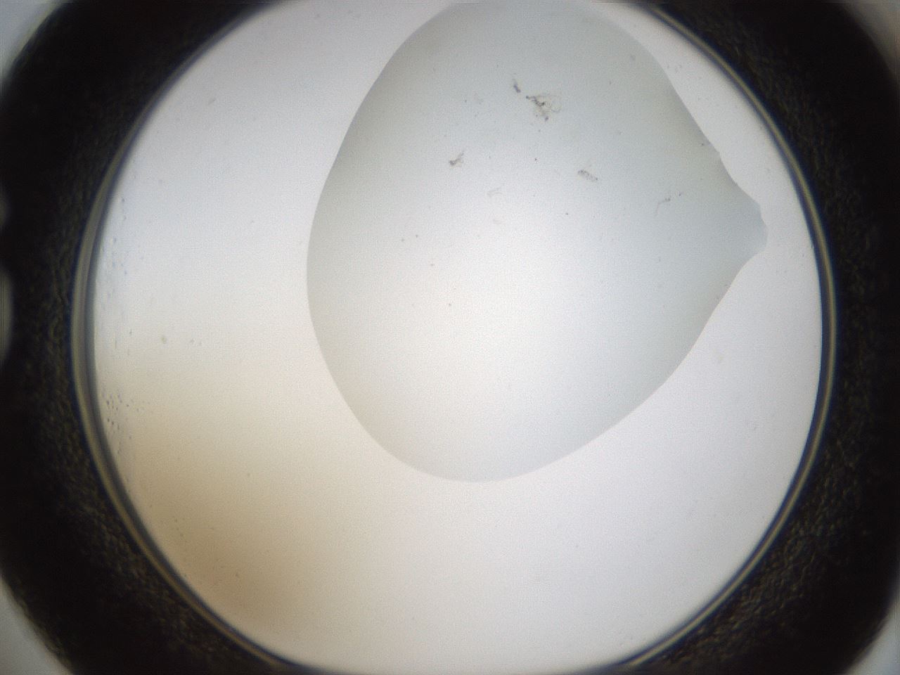folderID319_plateID1319_batchID4362_wellNum73_profileID1_d1_r79040_ef.jpg