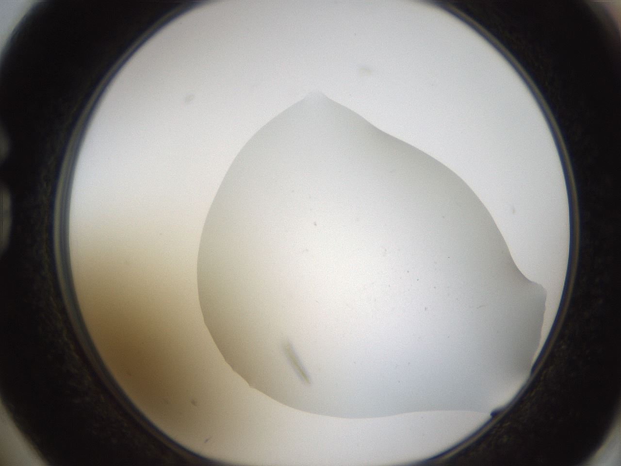 folderID319_plateID1319_batchID4362_wellNum74_profileID1_d1_r79041_ef.jpg
