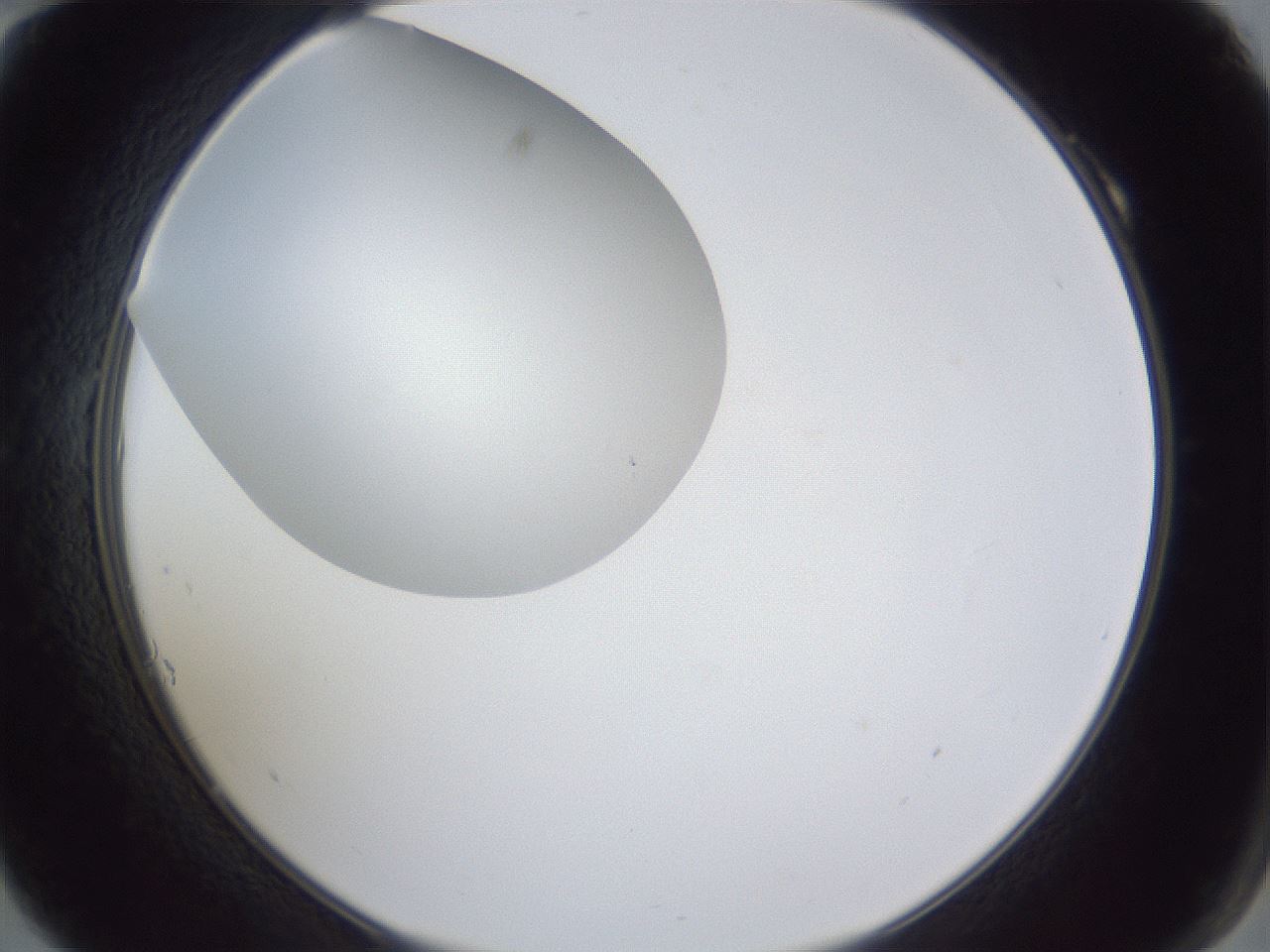 folderID31_plateID1031_batchID1982_wellNum10_profileID1_d2_r44343_ef.jpg
