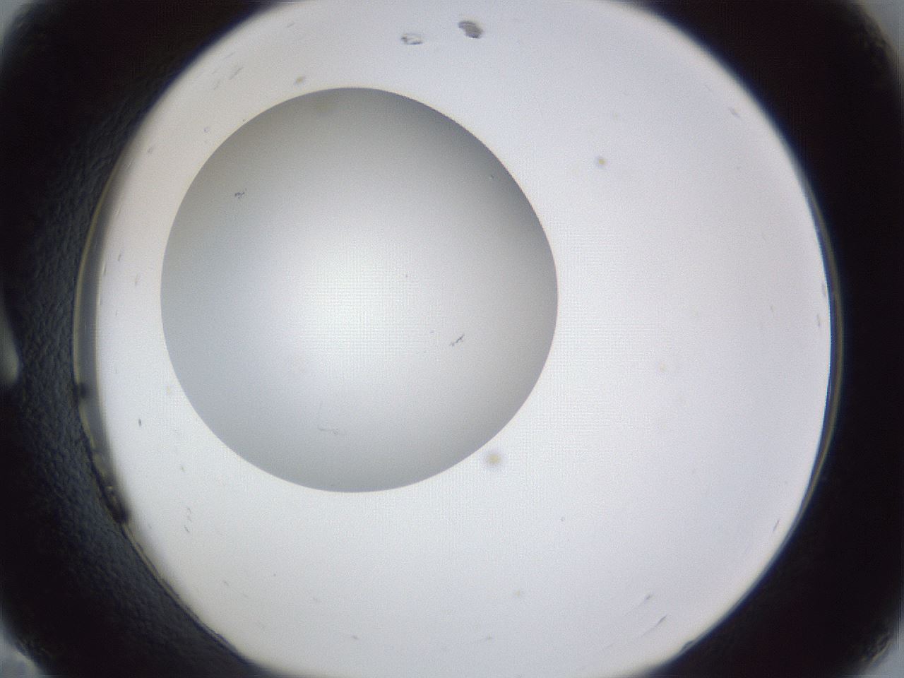 folderID31_plateID1031_batchID1982_wellNum11_profileID1_d1_r44344_ef.jpg