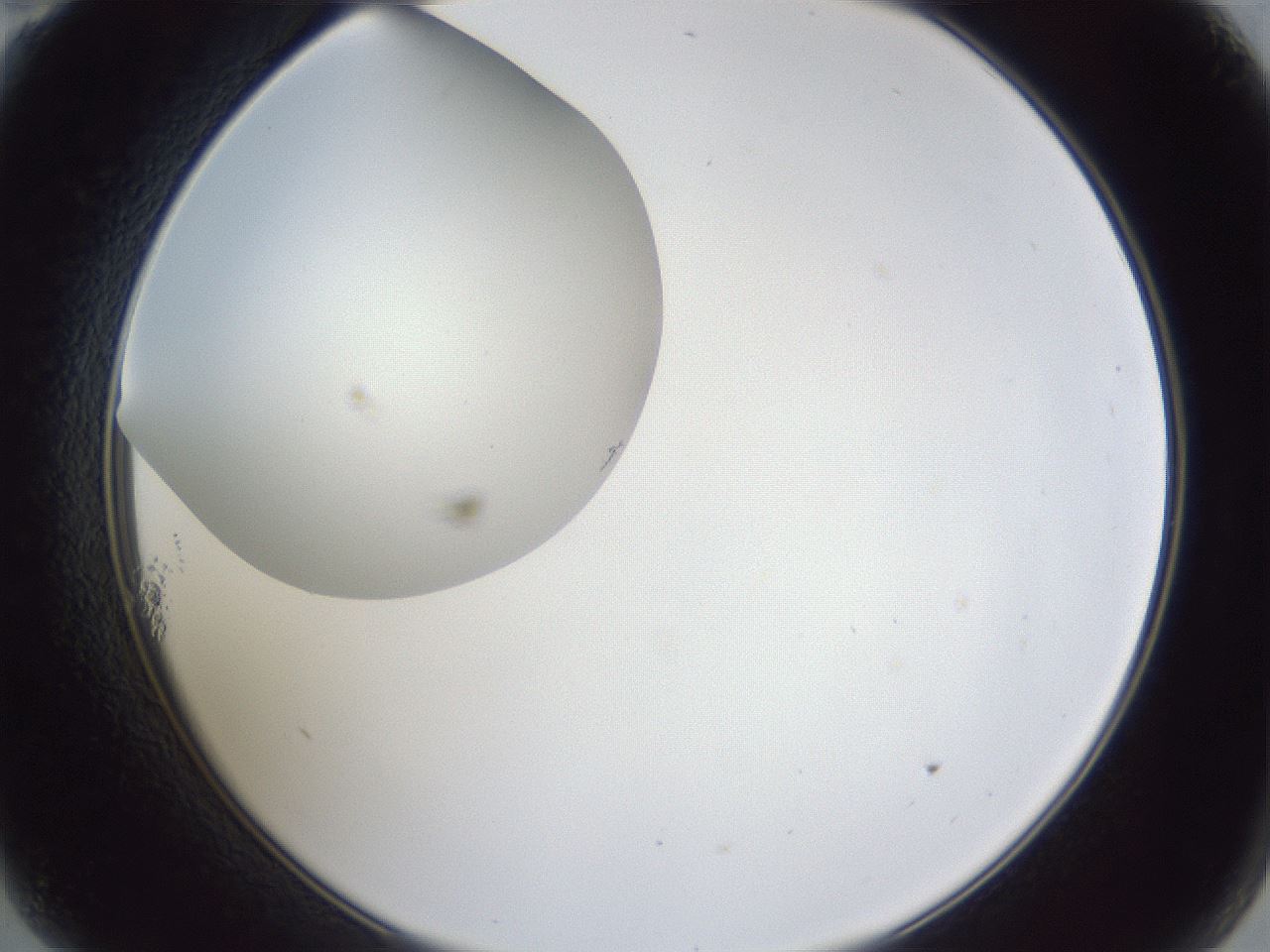 folderID31_plateID1031_batchID1982_wellNum11_profileID1_d2_r44345_ef.jpg