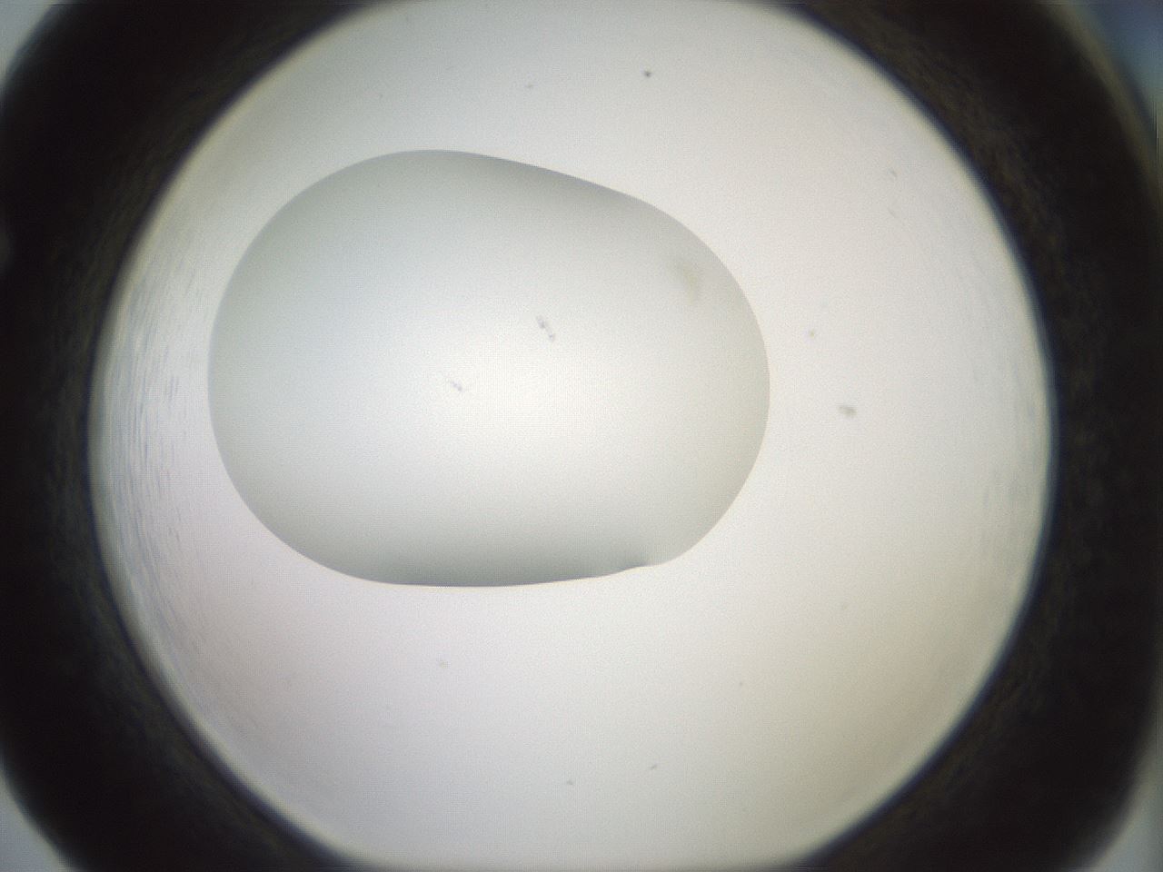 folderID318_plateID1318_batchID4363_wellNum65_profileID1_d1_r79128_ef.jpg
