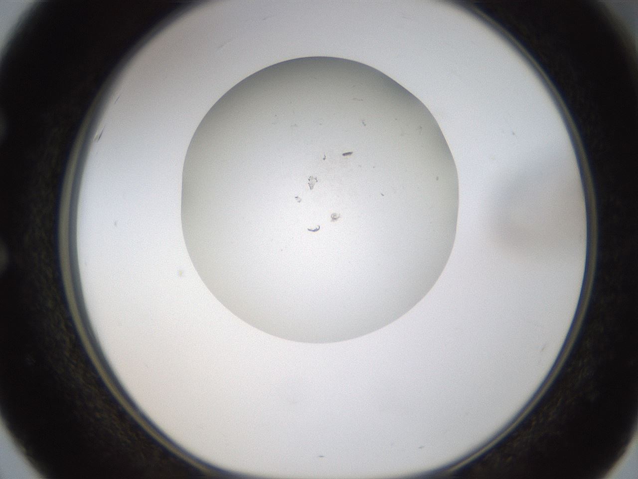 folderID319_plateID1319_batchID4362_wellNum51_profileID1_d1_r79018_ef.jpg