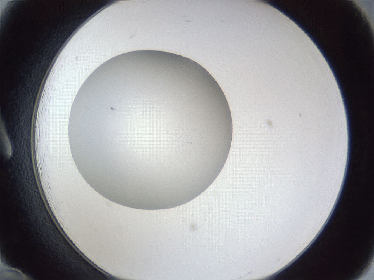 folderID31_plateID1031_batchID1982_wellNum12_profileID1_d1_r44346_ef.jpg