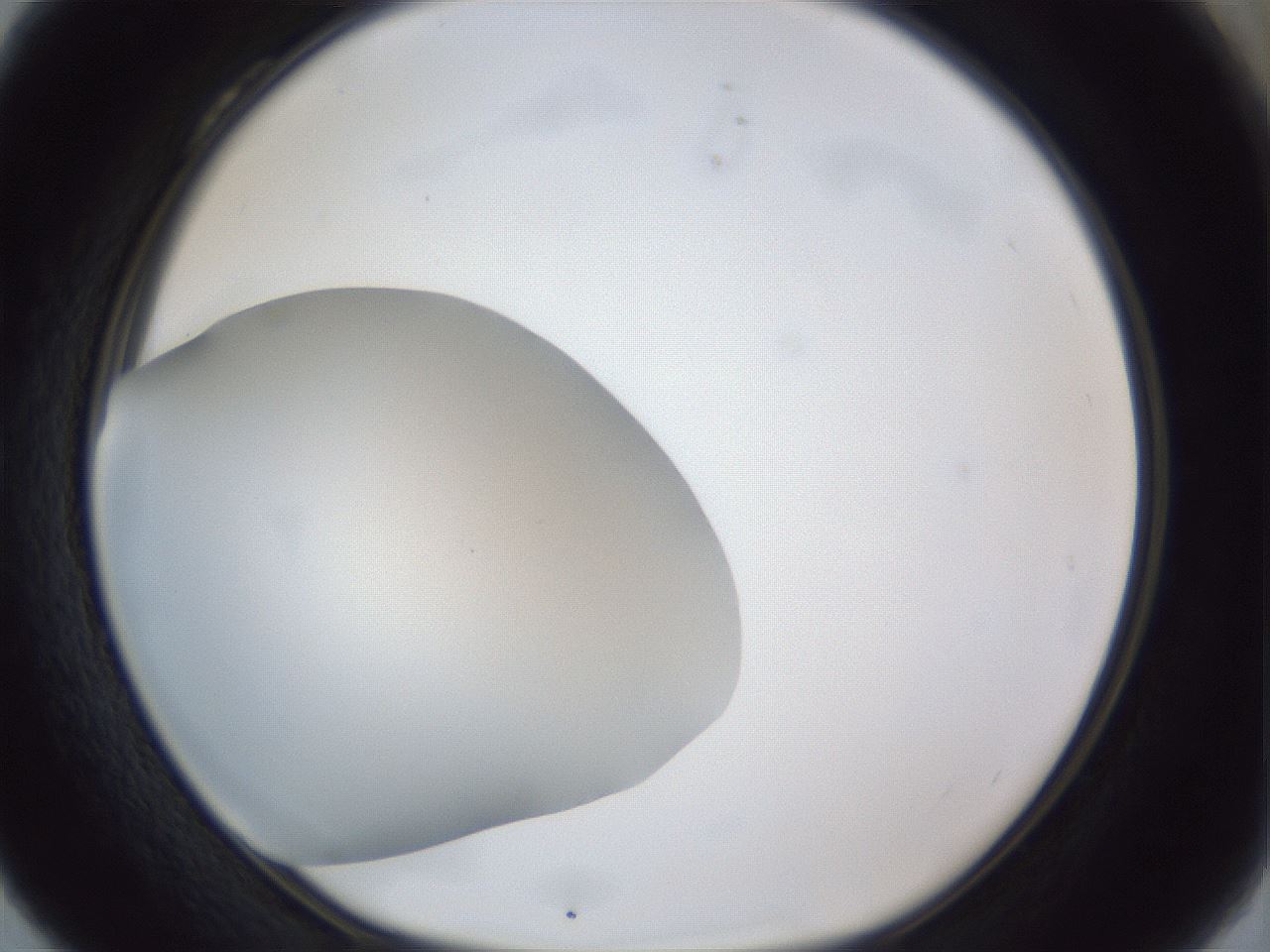 folderID31_plateID1031_batchID1982_wellNum28_profileID1_d1_r44378_ef.jpg