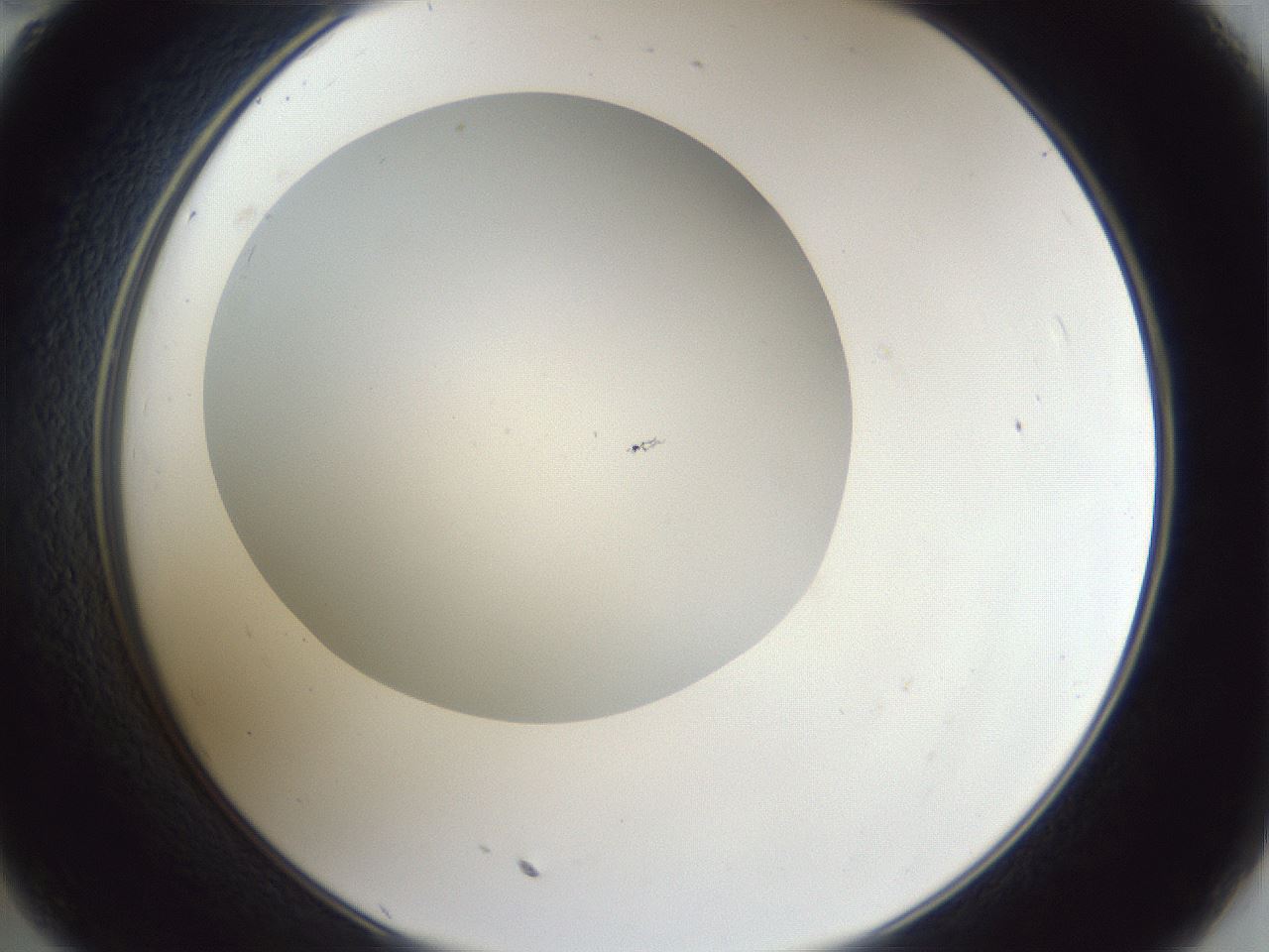 folderID31_plateID1031_batchID1982_wellNum35_profileID1_d2_r44393_ef.jpg