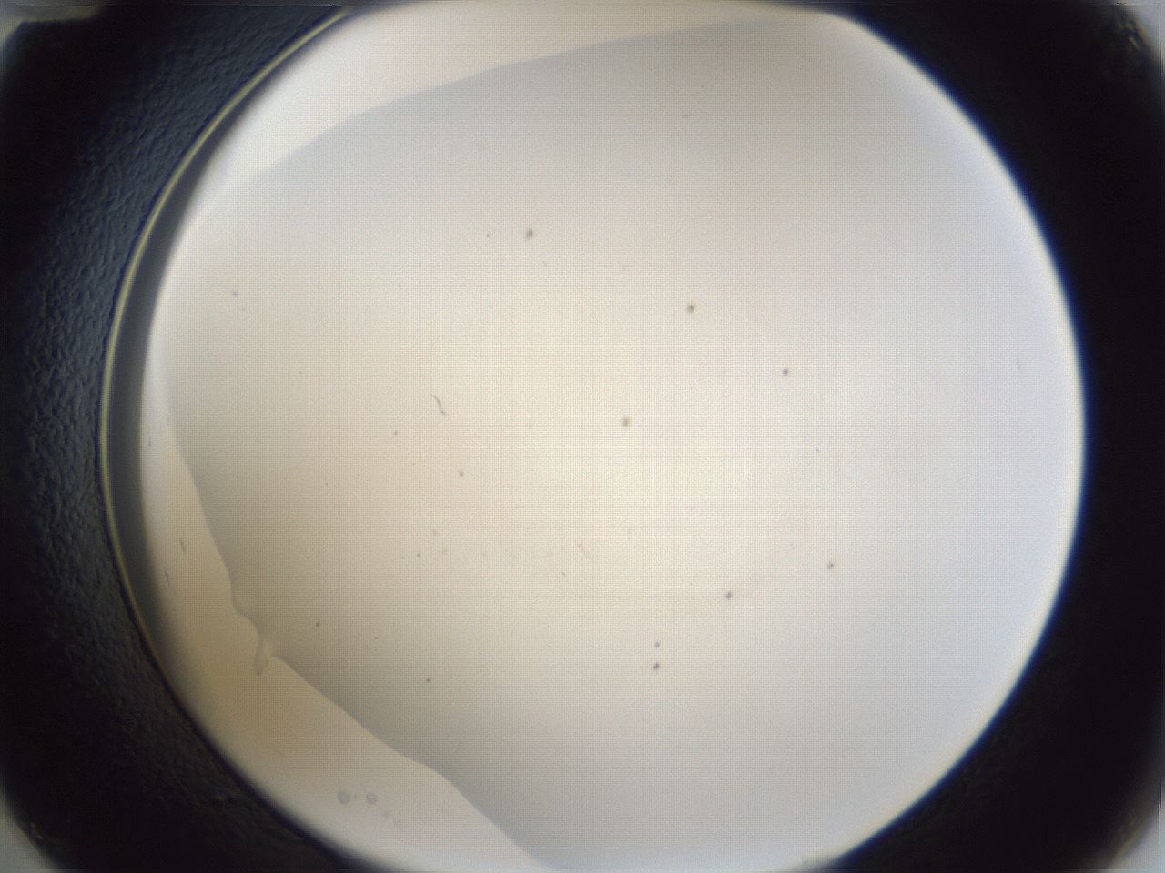 folderID31_plateID1031_batchID1982_wellNum48_profileID1_d2_r44419_ef.jpg
