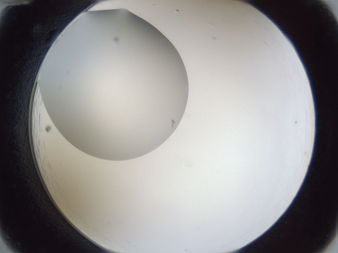 folderID31_plateID1031_batchID1982_wellNum12_profileID1_d2_r44347_ef.jpg