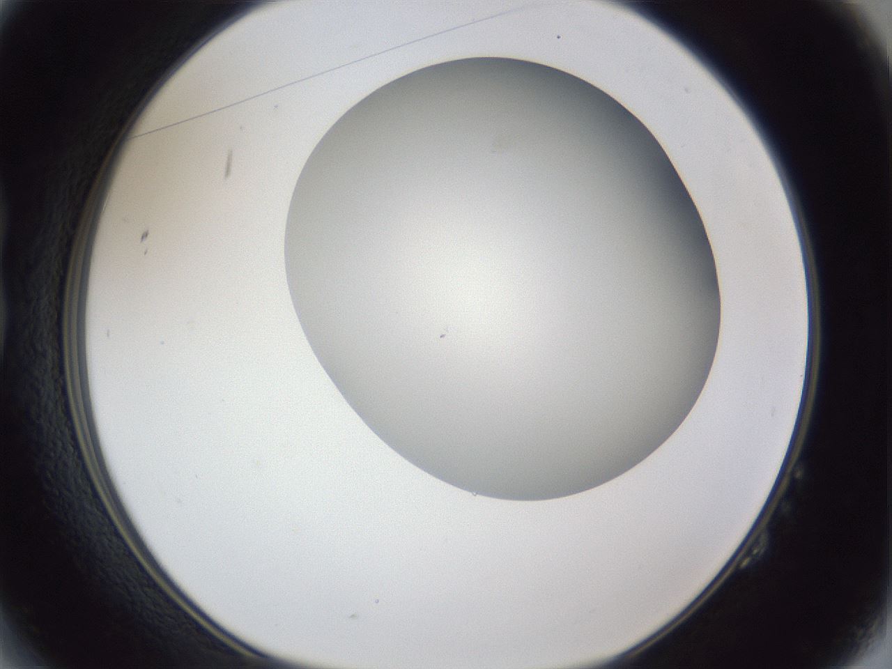 folderID31_plateID1031_batchID1982_wellNum14_profileID1_d1_r44350_ef.jpg