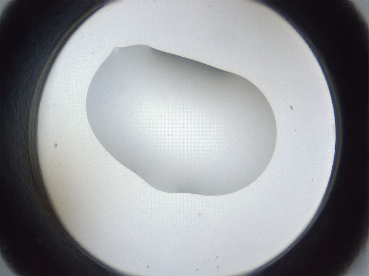 folderID31_plateID1031_batchID1982_wellNum20_profileID1_d2_r44363_ef.jpg