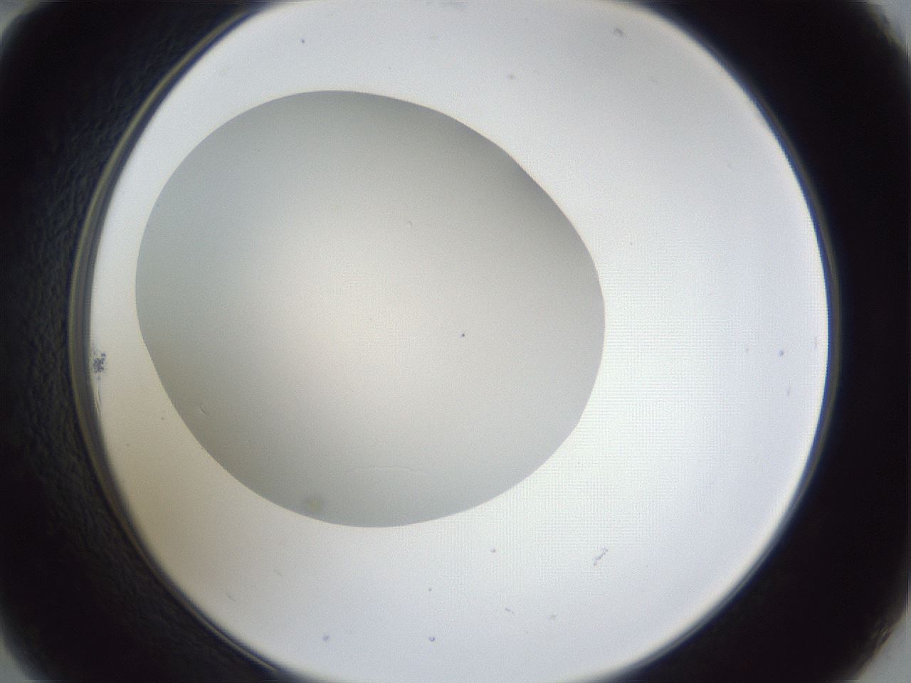 folderID31_plateID1031_batchID1982_wellNum22_profileID1_d2_r44367_ef.jpg