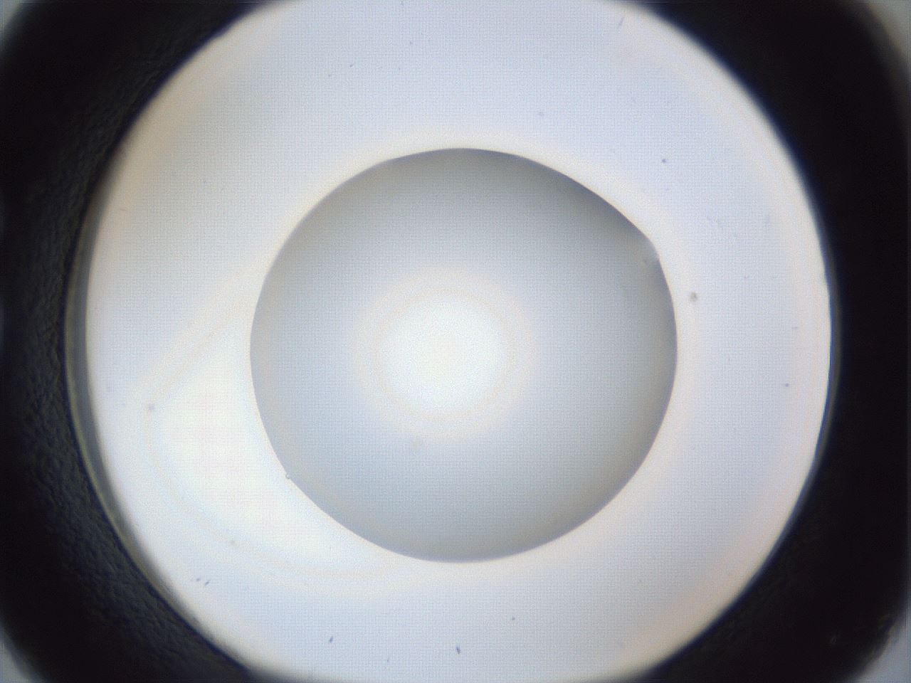 folderID31_plateID1031_batchID1982_wellNum26_profileID1_d1_r44374_ef.jpg