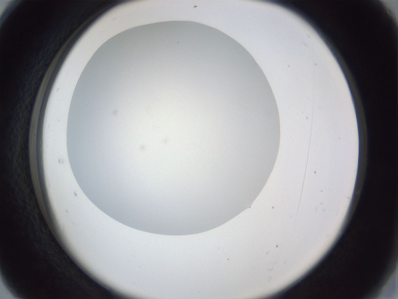 folderID31_plateID1031_batchID1982_wellNum28_profileID1_d2_r44379_ef.jpg