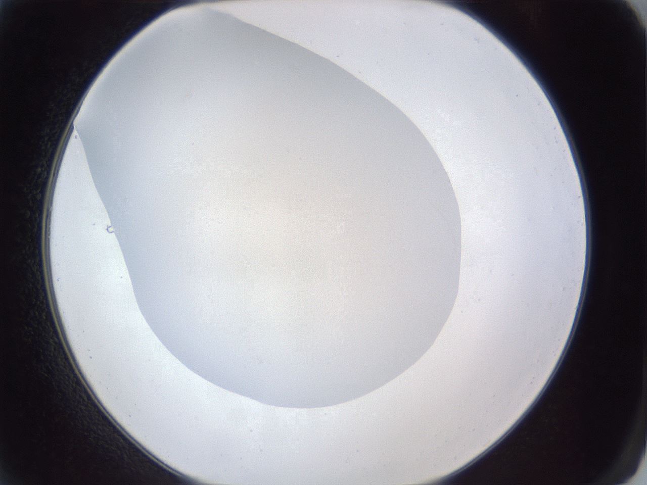 folderID31_plateID1031_batchID1982_wellNum2_profileID1_d2_r44327_ef.jpg