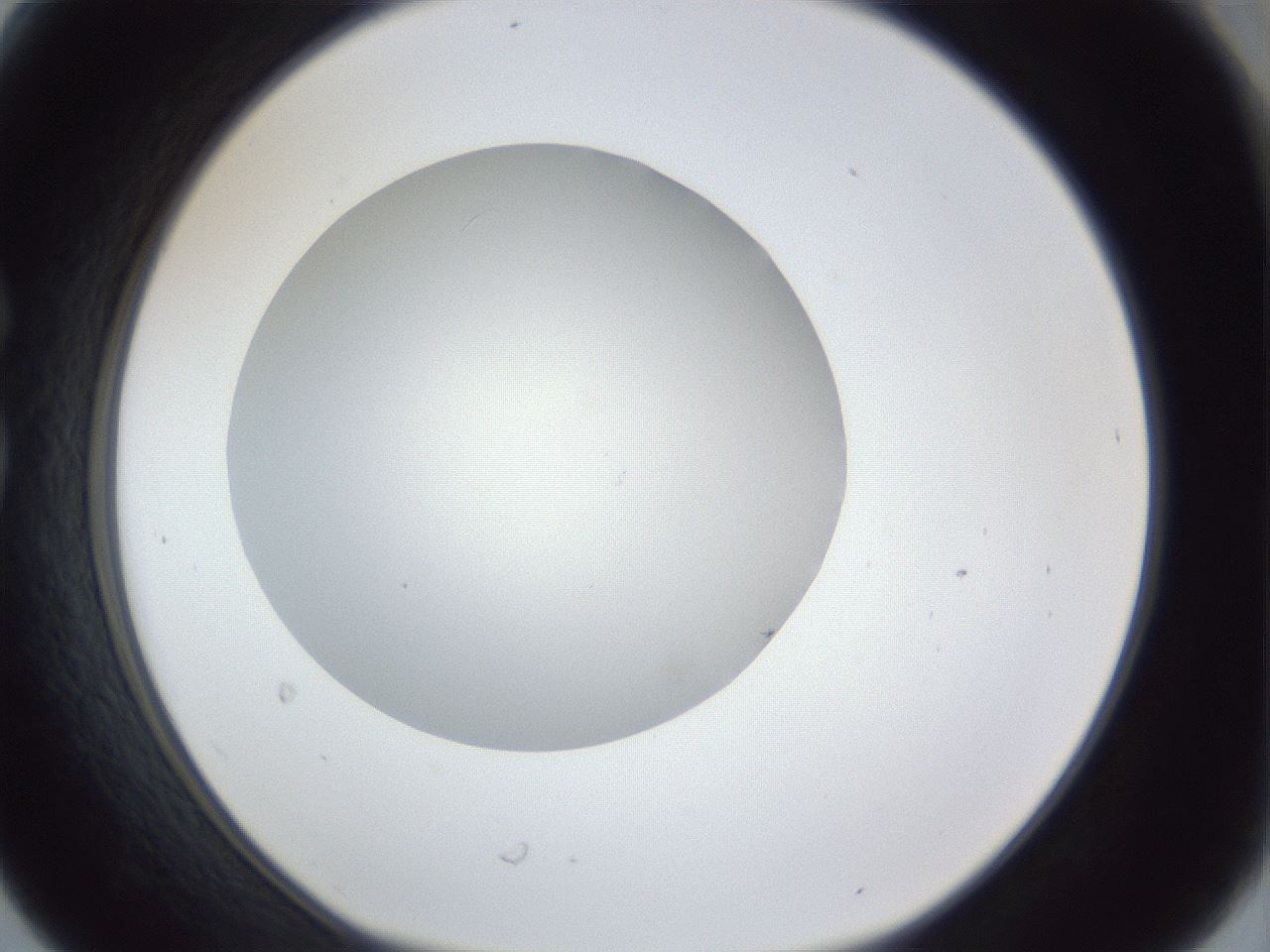 folderID31_plateID1031_batchID1982_wellNum30_profileID1_d1_r44382_ef.jpg