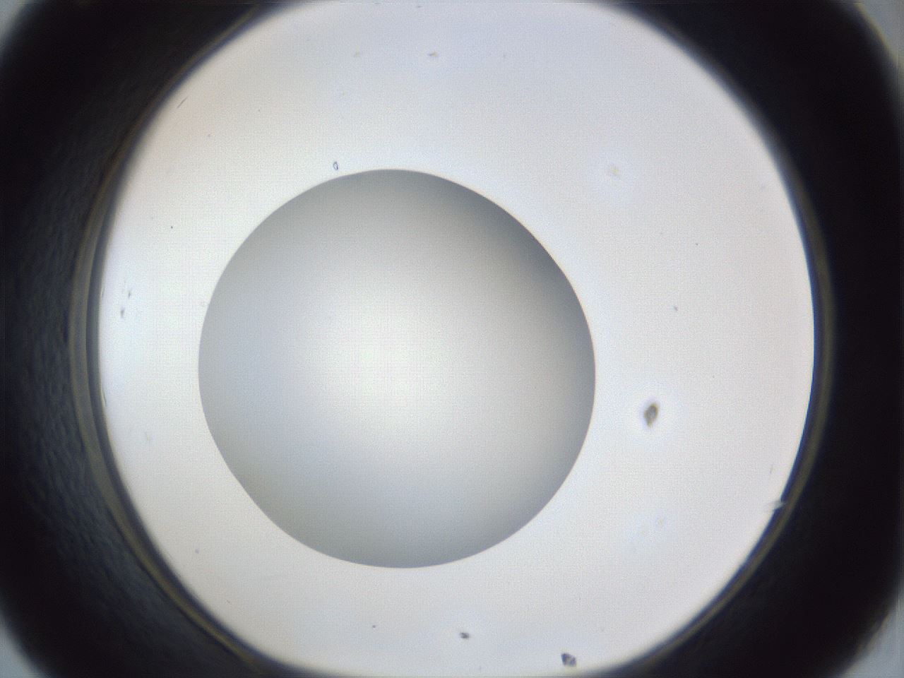 folderID31_plateID1031_batchID1982_wellNum32_profileID1_d1_r44386_ef.jpg