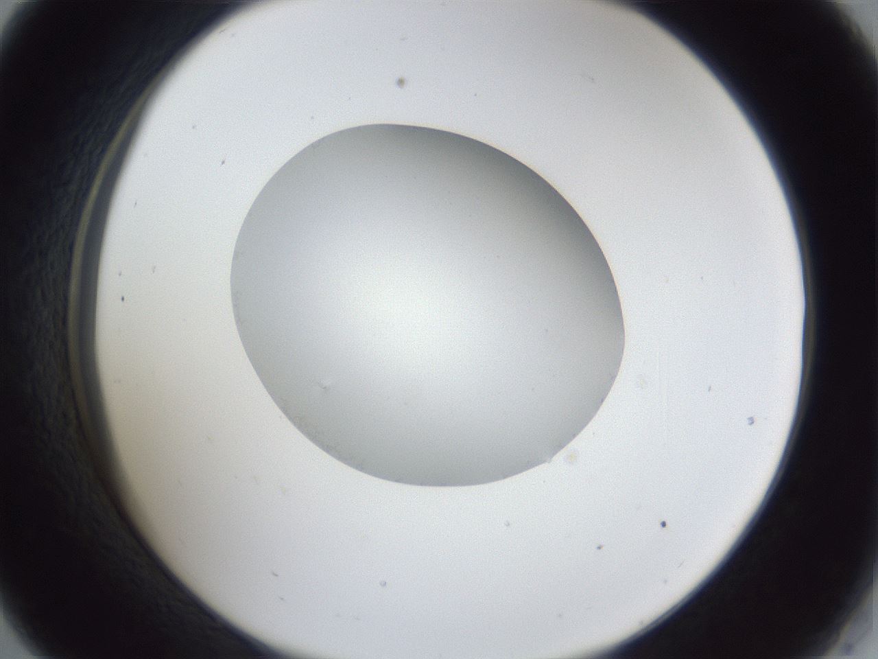 folderID31_plateID1031_batchID1982_wellNum33_profileID1_d2_r44389_ef.jpg