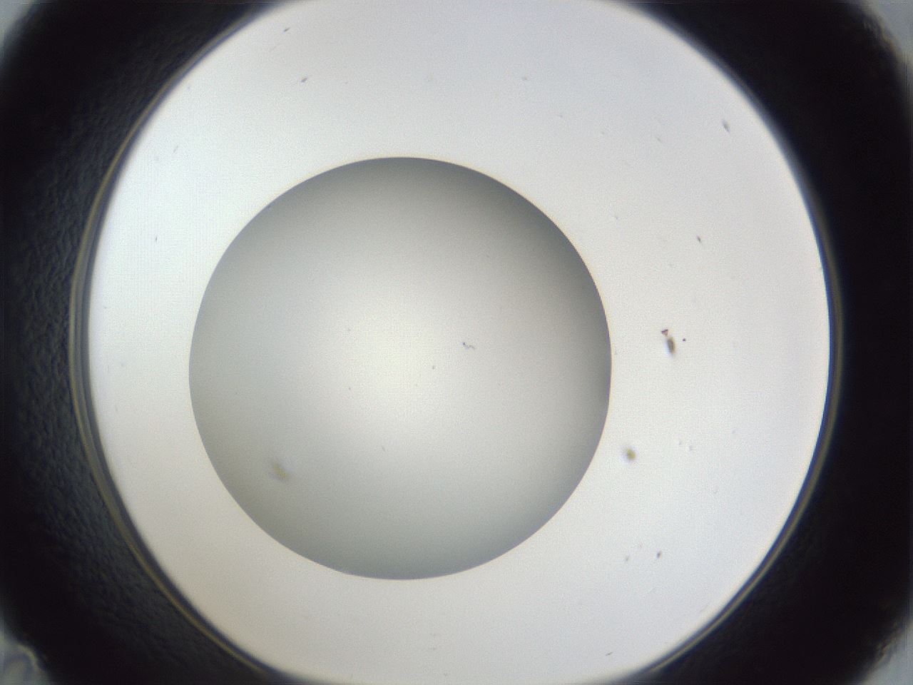 folderID31_plateID1031_batchID1982_wellNum35_profileID1_d1_r44392_ef.jpg