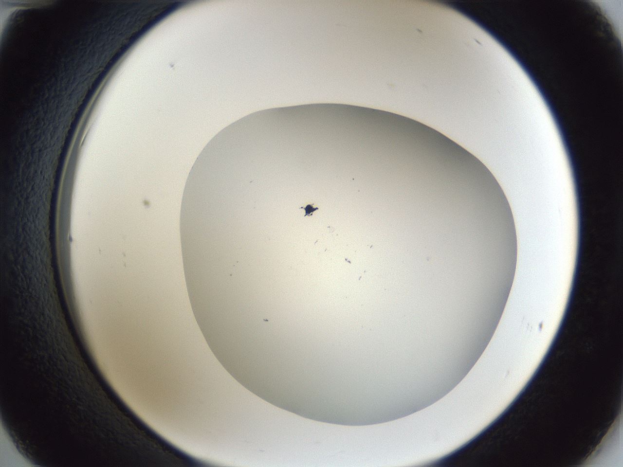 folderID31_plateID1031_batchID1982_wellNum36_profileID1_d2_r44395_ef.jpg