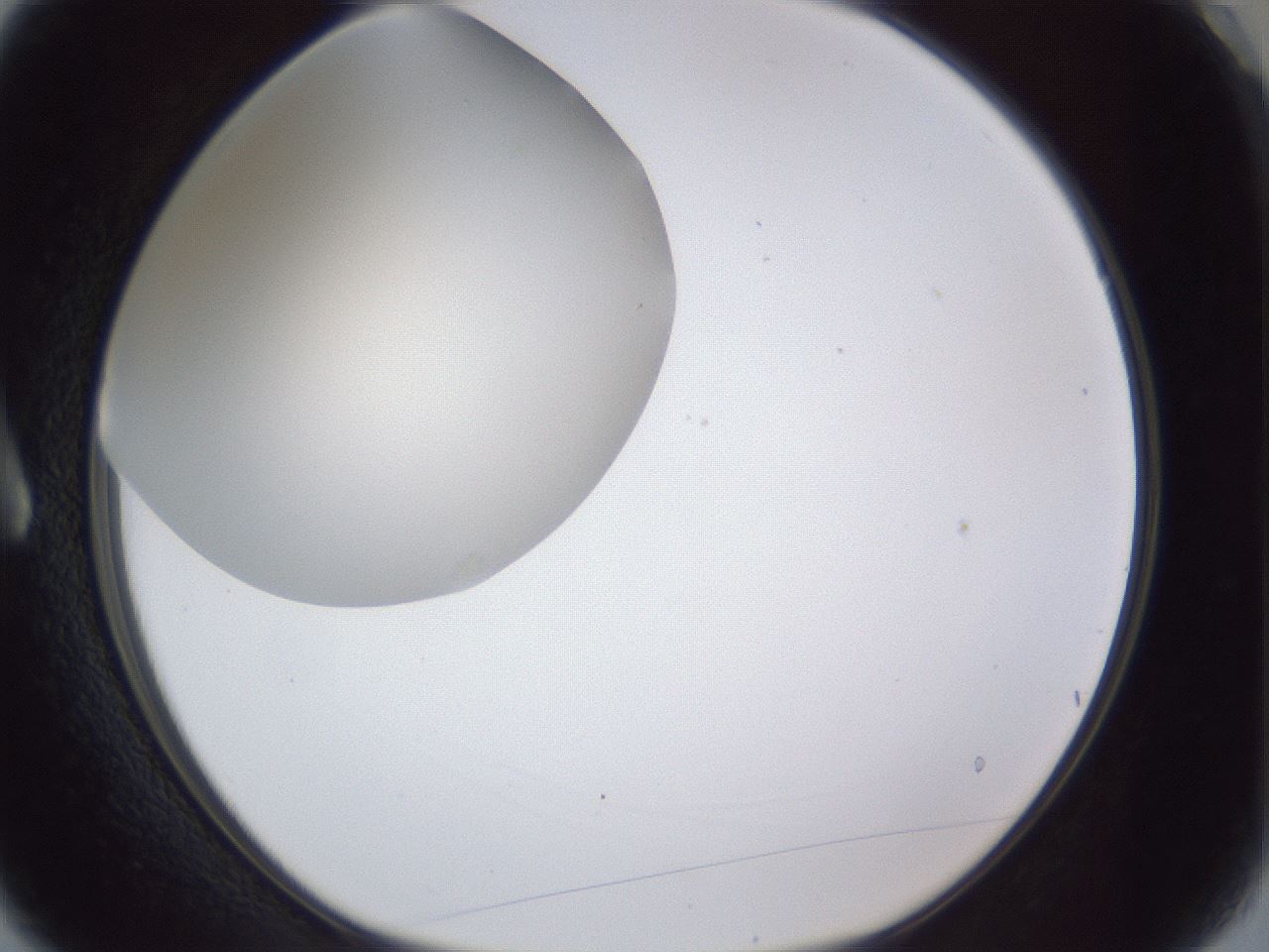 folderID31_plateID1031_batchID1982_wellNum3_profileID1_d1_r44328_ef.jpg