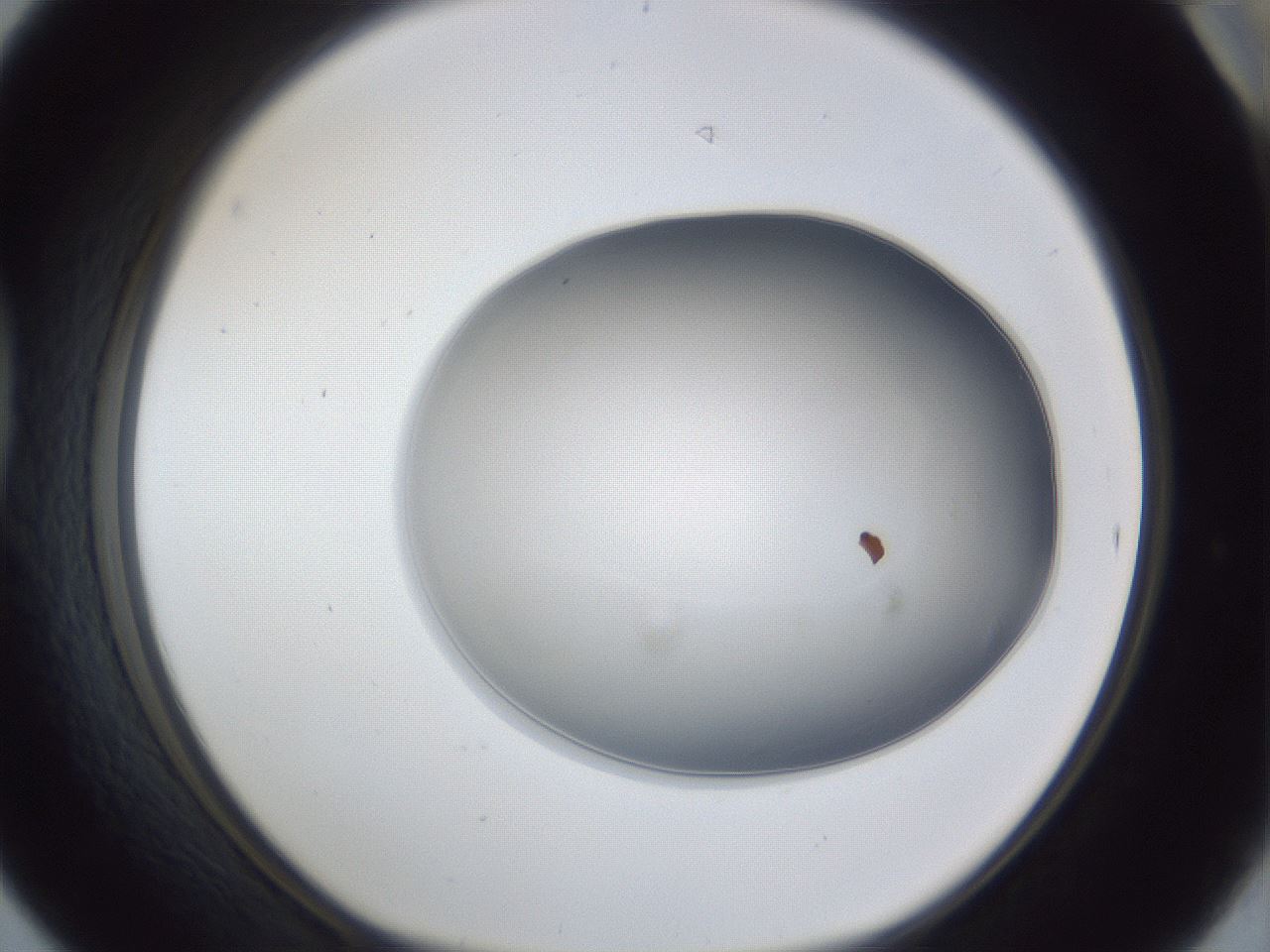 folderID31_plateID1031_batchID1982_wellNum42_profileID1_d1_r44406_ef.jpg