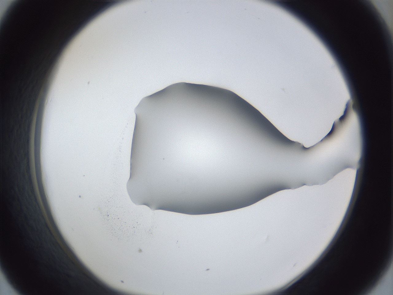 folderID31_plateID1031_batchID1982_wellNum43_profileID1_d1_r44408_ef.jpg