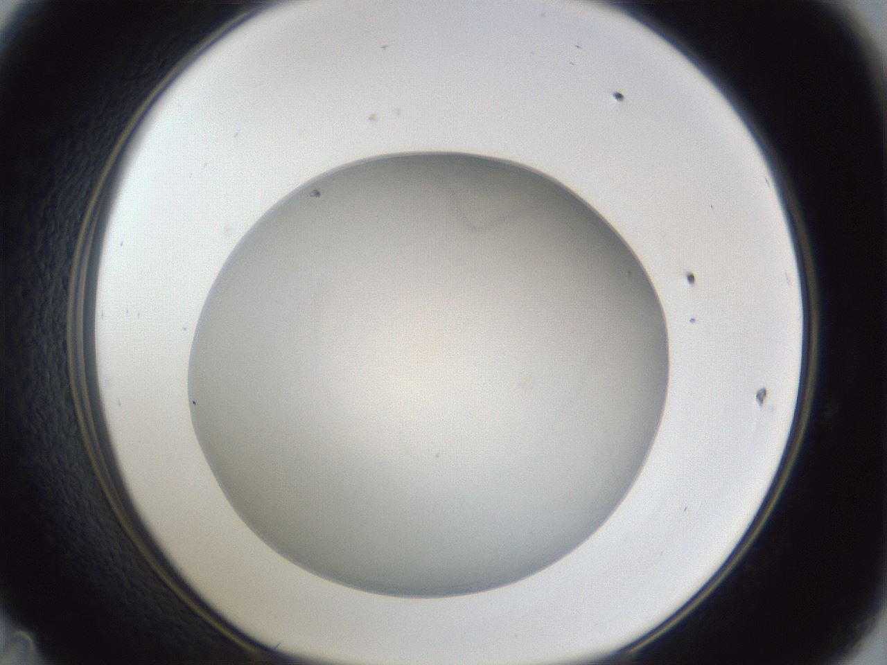 folderID31_plateID1031_batchID1982_wellNum47_profileID1_d1_r44416_ef.jpg
