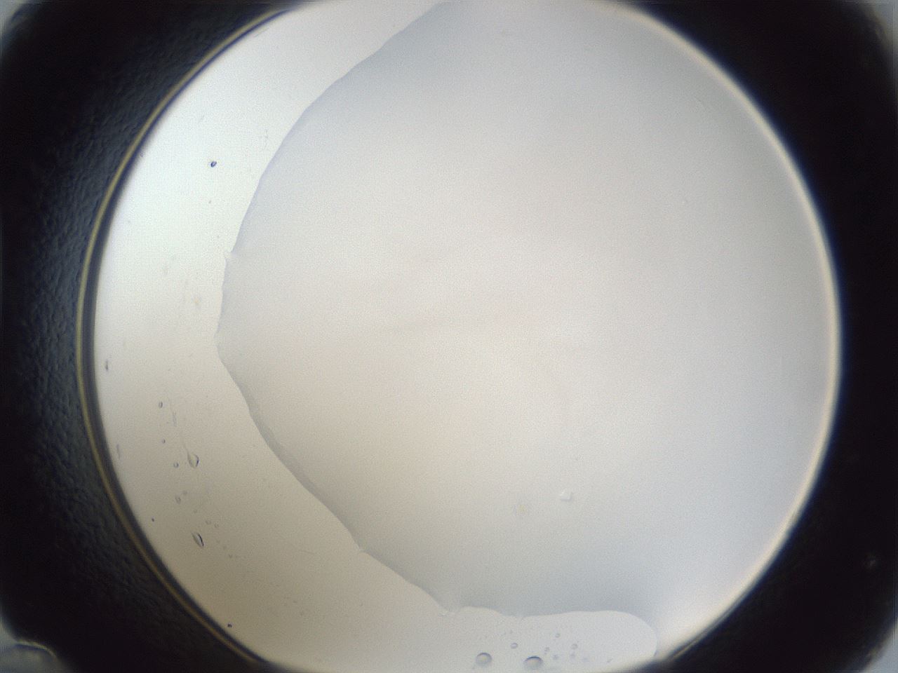 folderID31_plateID1031_batchID1982_wellNum48_profileID1_d1_r44418_ef.jpg