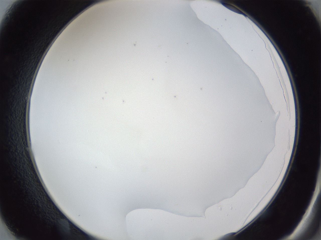 folderID31_plateID1031_batchID1982_wellNum49_profileID1_d2_r44421_ef.jpg