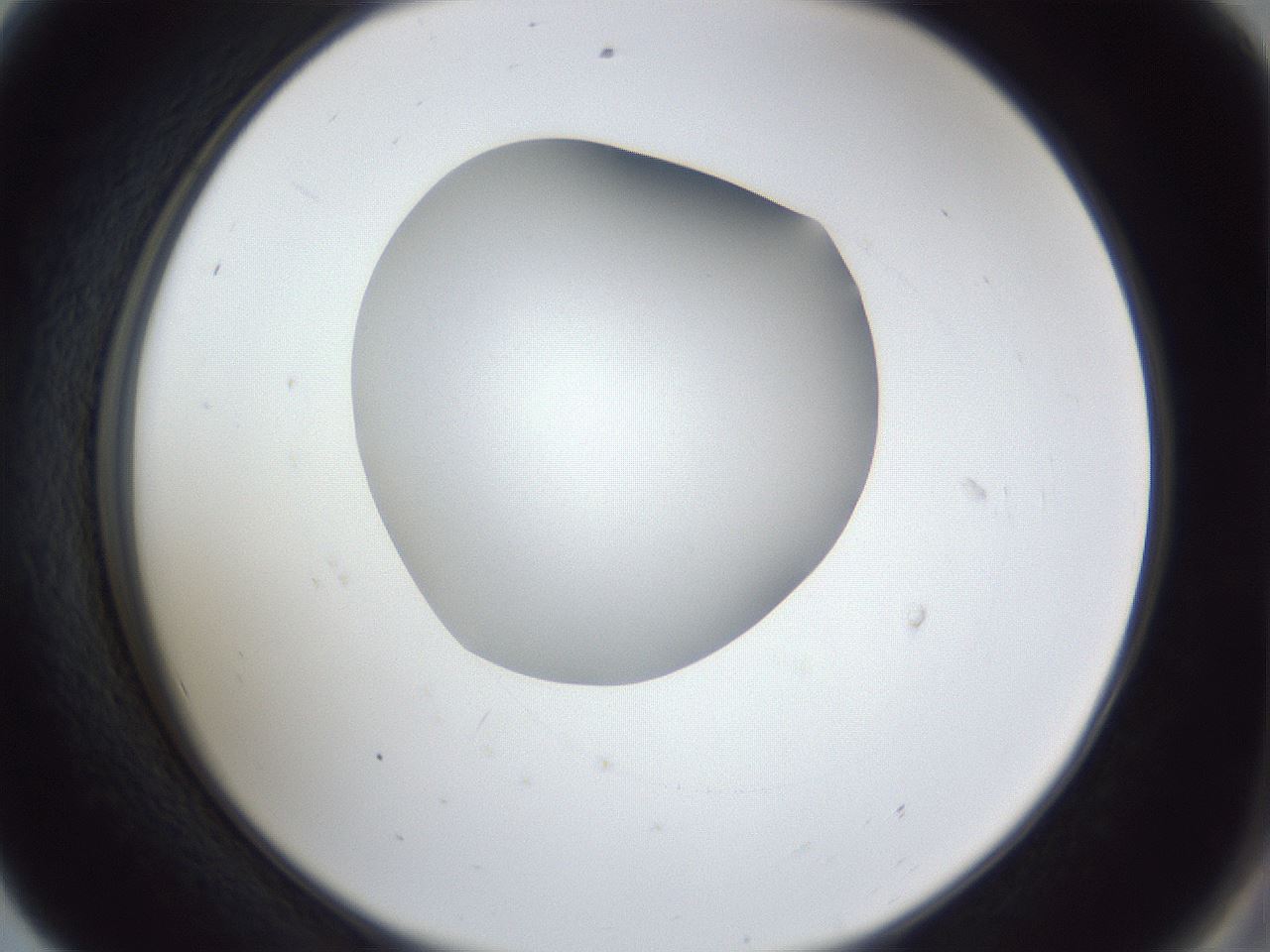 folderID31_plateID1031_batchID1982_wellNum56_profileID1_d2_r44435_ef.jpg