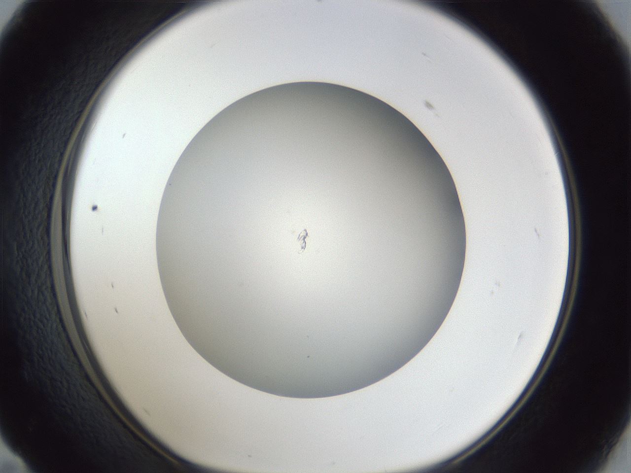folderID31_plateID1031_batchID1982_wellNum59_profileID1_d1_r44440_ef.jpg