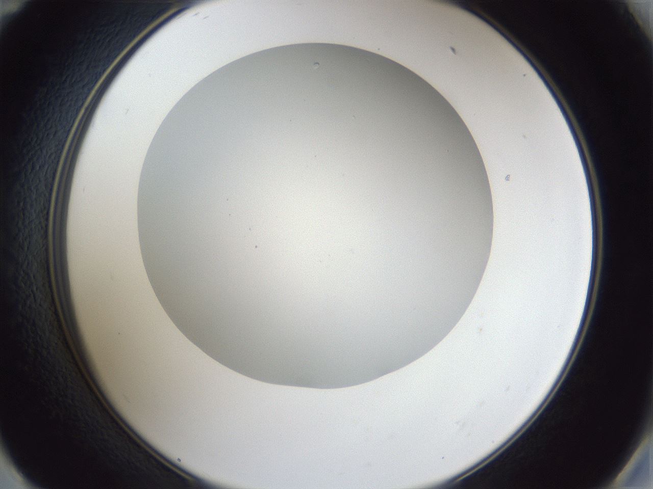folderID31_plateID1031_batchID1982_wellNum59_profileID1_d2_r44441_ef.jpg