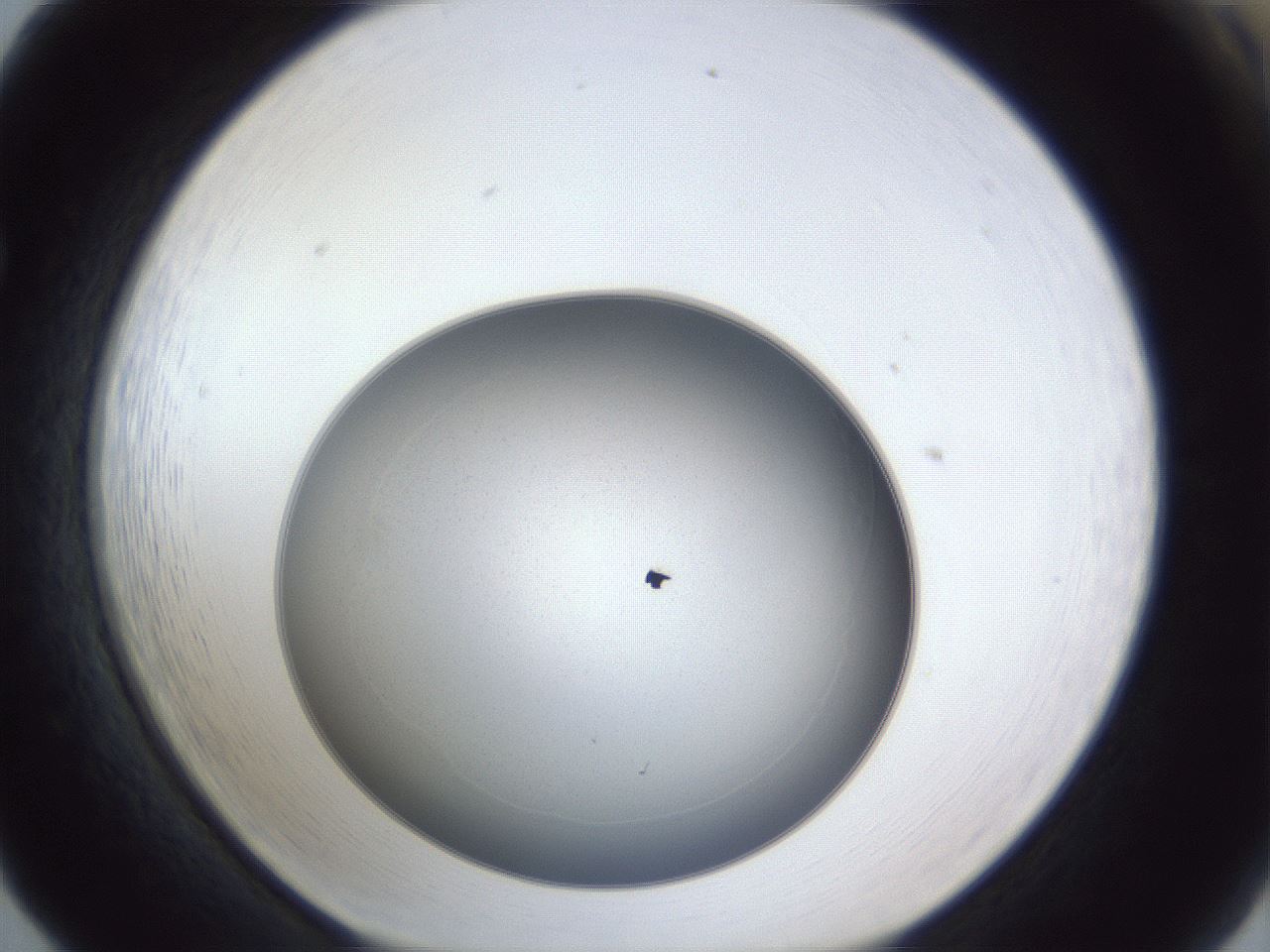 folderID31_plateID1031_batchID1982_wellNum65_profileID1_d1_r44452_ef.jpg