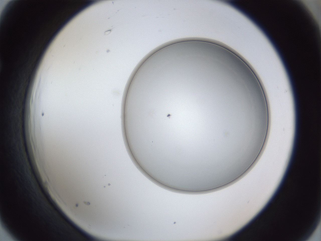 folderID31_plateID1031_batchID1982_wellNum66_profileID1_d1_r44454_ef.jpg