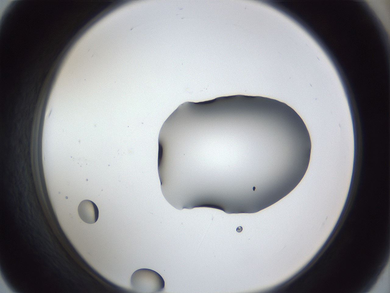 folderID31_plateID1031_batchID1982_wellNum67_profileID1_d1_r44456_ef.jpg