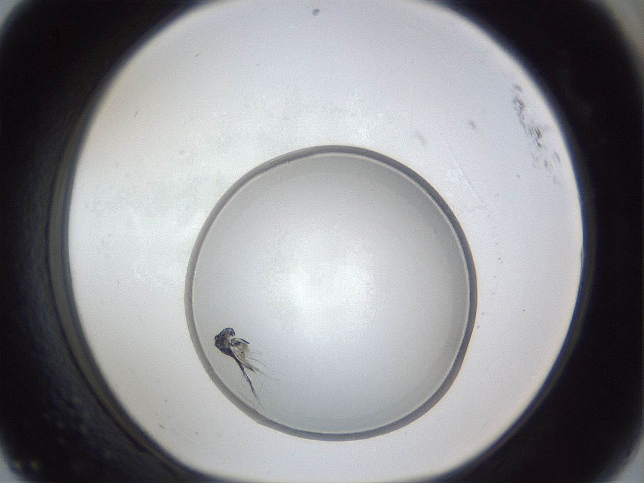 folderID31_plateID1031_batchID1982_wellNum68_profileID1_d1_r44458_ef.jpg