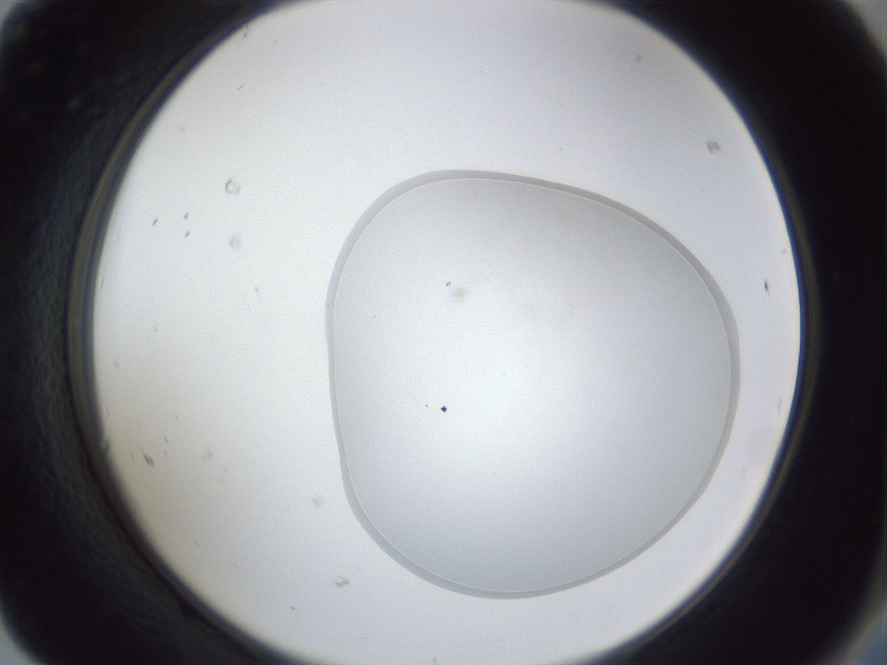 folderID31_plateID1031_batchID1982_wellNum68_profileID1_d2_r44459_ef.jpg