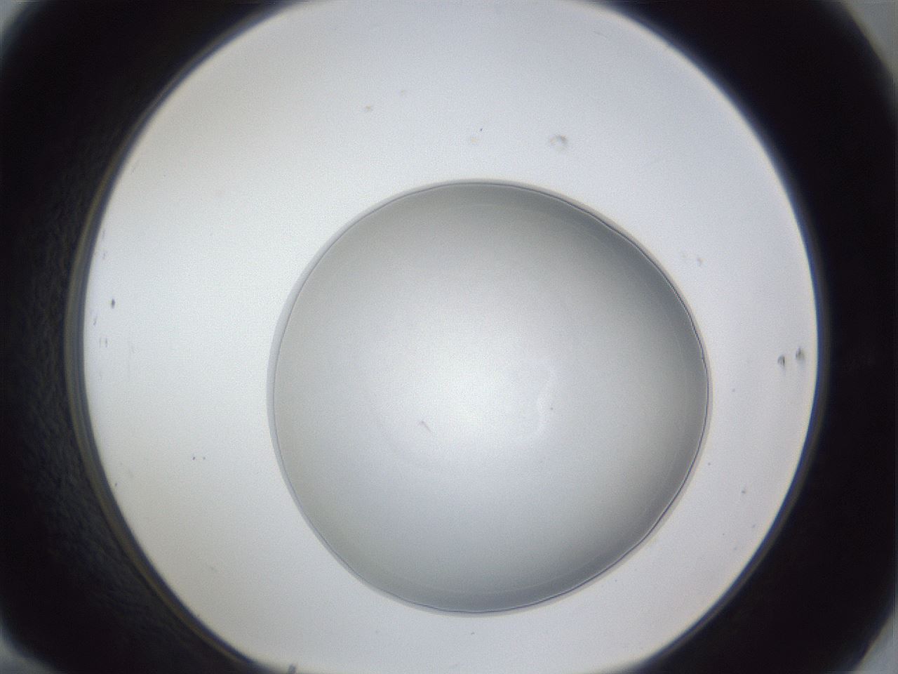folderID31_plateID1031_batchID1982_wellNum70_profileID1_d1_r44462_ef.jpg