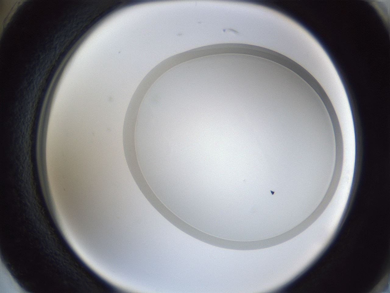 folderID31_plateID1031_batchID1982_wellNum74_profileID1_d2_r44471_ef.jpg