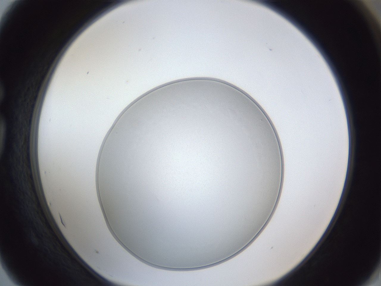 folderID31_plateID1031_batchID1982_wellNum75_profileID1_d1_r44472_ef.jpg