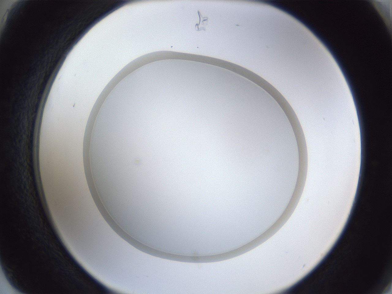 folderID31_plateID1031_batchID1982_wellNum75_profileID1_d2_r44473_ef.jpg