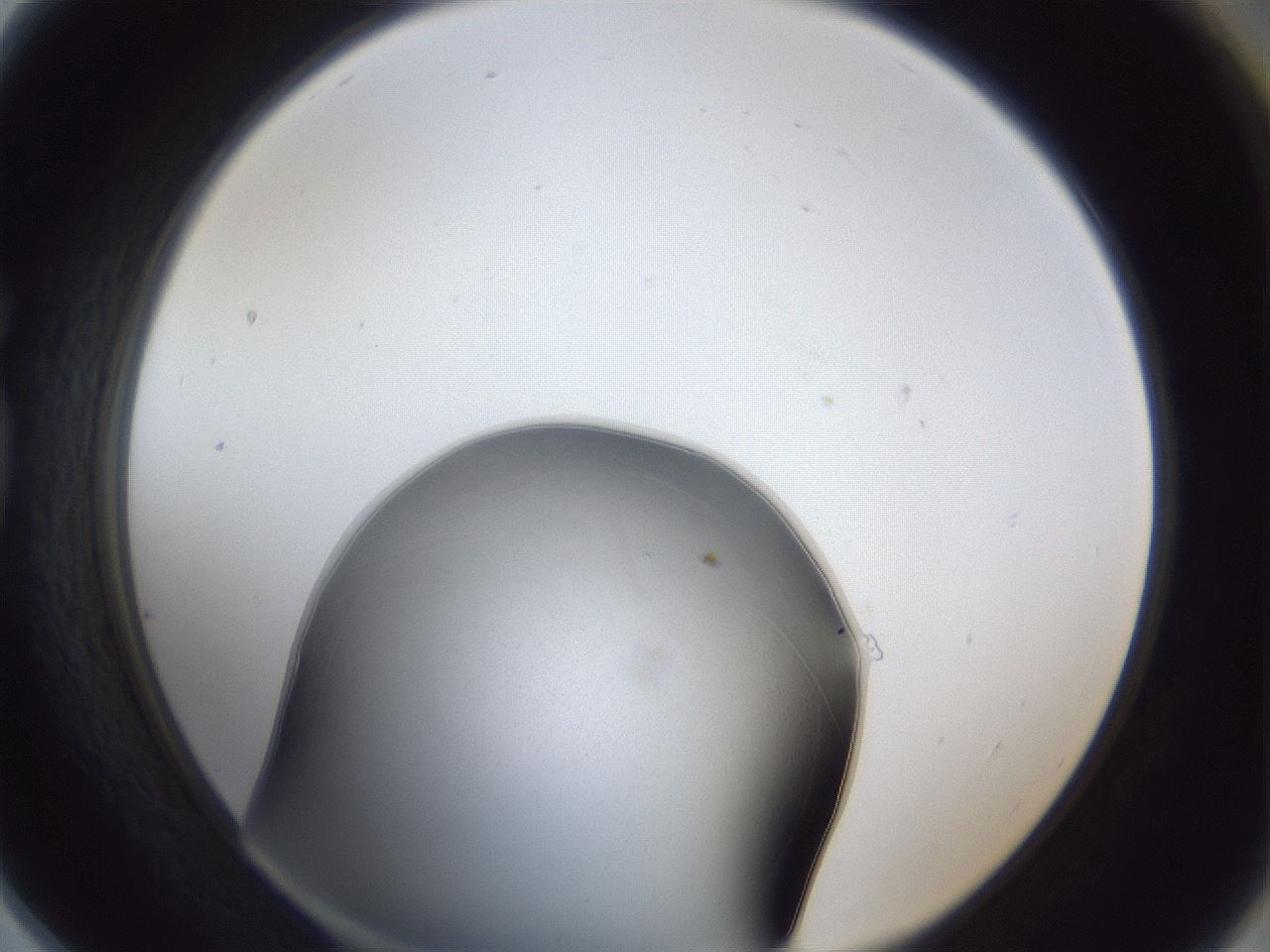 folderID31_plateID1031_batchID1982_wellNum78_profileID1_d1_r44478_ef.jpg