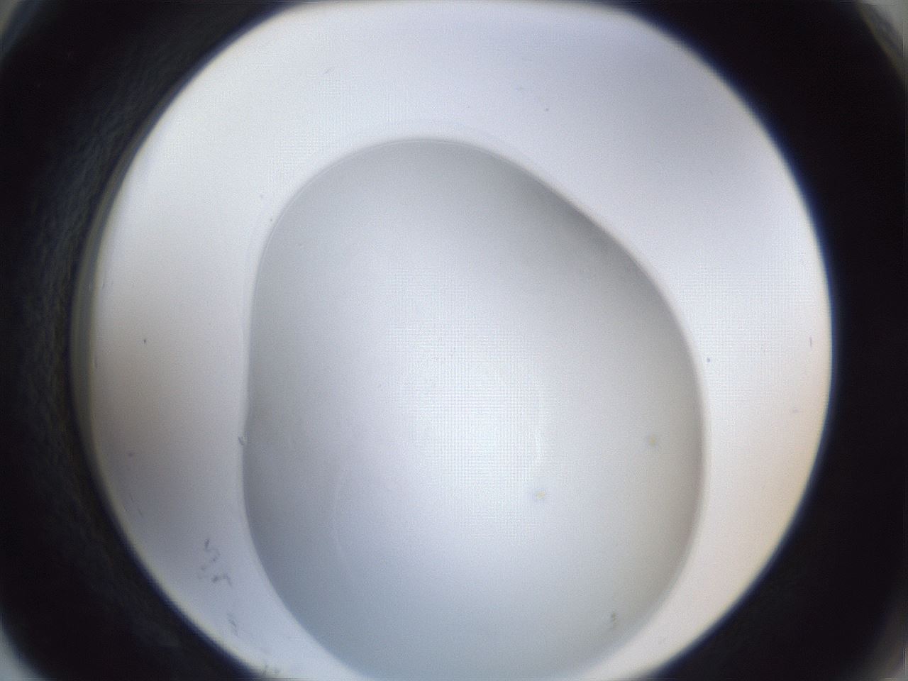 folderID31_plateID1031_batchID1982_wellNum78_profileID1_d2_r44479_ef.jpg