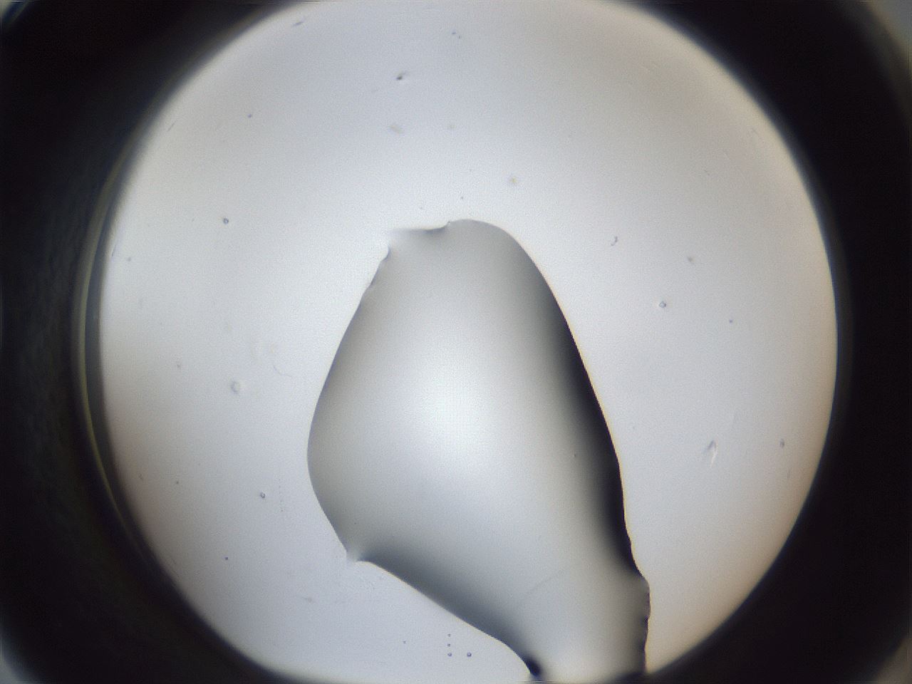 folderID31_plateID1031_batchID1982_wellNum79_profileID1_d1_r44480_ef.jpg