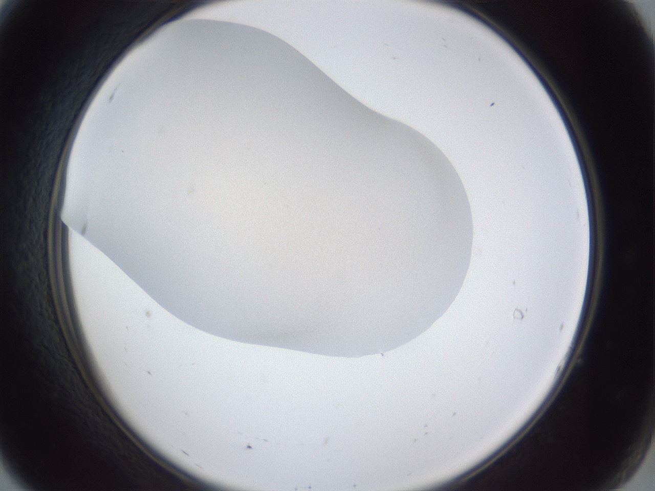 folderID31_plateID1031_batchID1982_wellNum7_profileID1_d2_r44337_ef.jpg