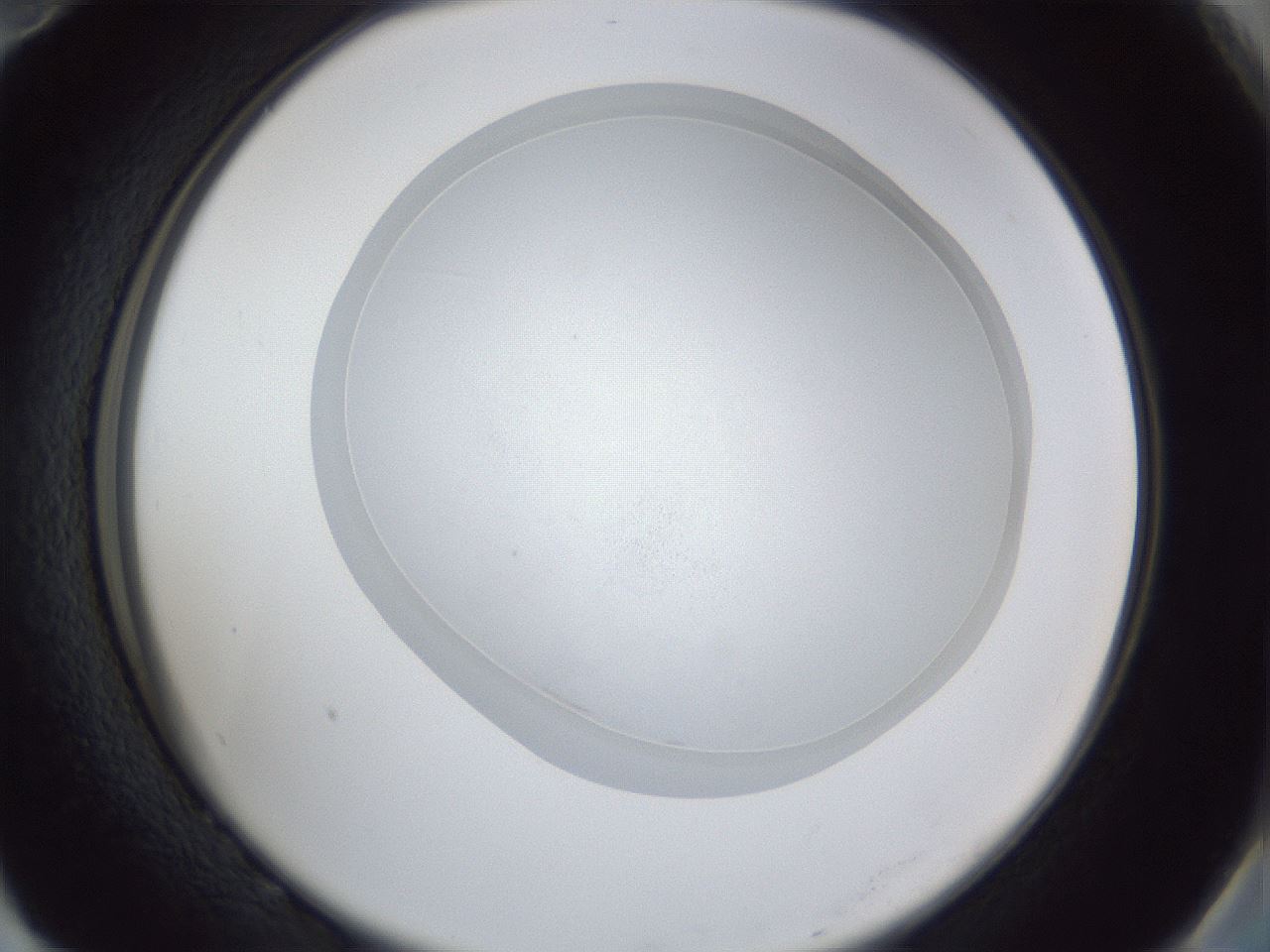 folderID31_plateID1031_batchID1982_wellNum82_profileID1_d2_r44487_ef.jpg