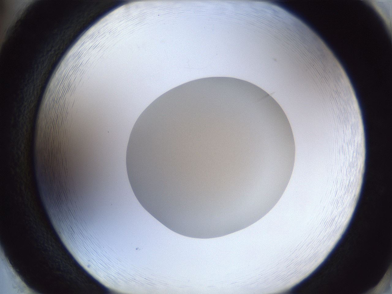 folderID31_plateID1031_batchID1982_wellNum86_profileID1_d2_r44495_ef.jpg
