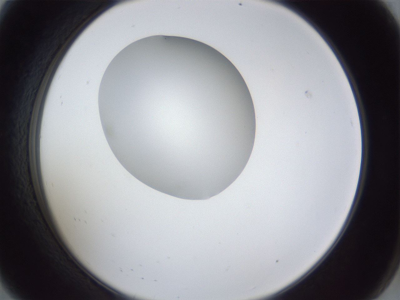 folderID31_plateID1031_batchID1982_wellNum8_profileID1_d2_r44339_ef.jpg