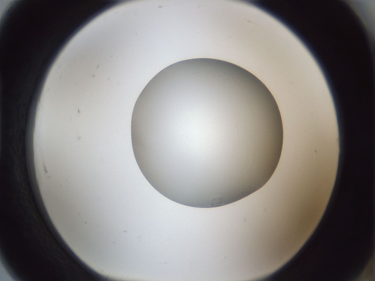 folderID31_plateID1031_batchID1982_wellNum91_profileID1_d1_r44504_ef.jpg